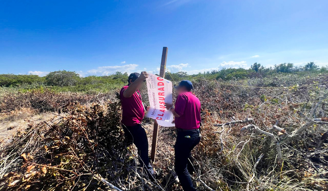 Clausura Profepa obras ilegales de desmonte de manglar y lotificación en Chelem, Yucatán