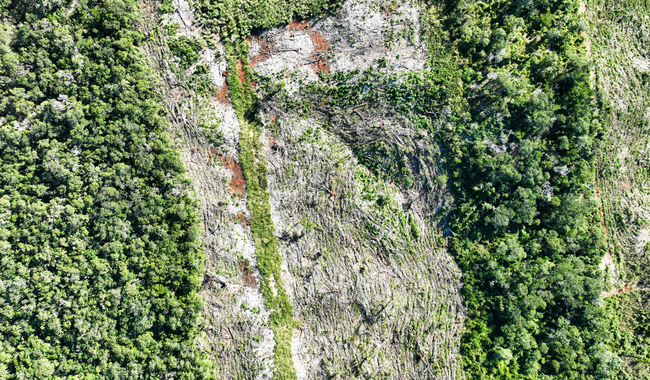 Clausura Profepa dos predios por cambio de uso de suelo en Campeche
