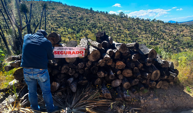 Profepa asegura 4 ton de productos forestales y clausura predio en Huamantla por aprovechamiento ilegal