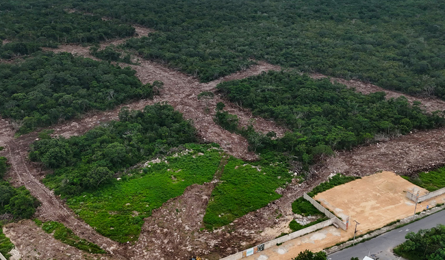 Profepa clausura obras de proyecto inmobiliario en Mérida, por cambio de uso de suelo ilegal