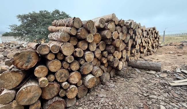 Profepa clausura un aserradero ilegal en Agua Blanca, Hidalgo