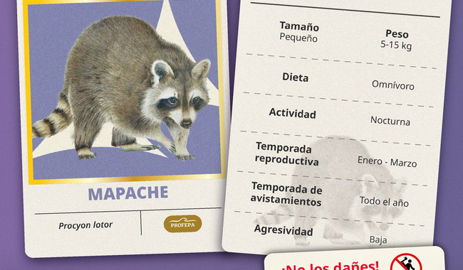 Profepa invita a convivir responsablemente con la fauna silvestre urbana