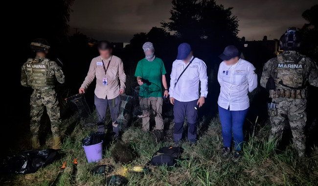 Profepa y Semar deshabilitan 12 trampas en zonas de anidación de la tortuga casquito, en Puerto Vallarta