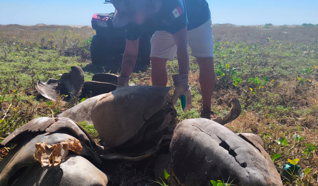 Desmiente Profepa presunta matanza de tortugas en Oaxaca