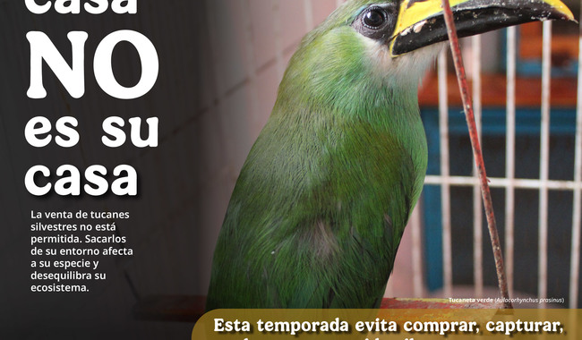 Tu casa no es su casa, Profepa te invita a no comprar o regalar fauna silvestre