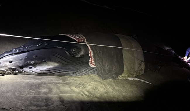 Conanp rescata a un ejemplar de ballena jorobada en el Santuario Barra de La Cruz - Playa Grande