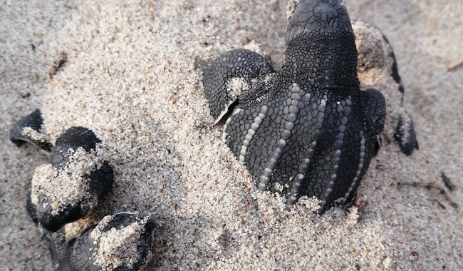 Se registra en el Santuario Playa Cahuitán el primer nido de laúd