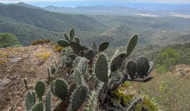 La Conanp certifica al Parque Natural Sierra Mazati, en Jalisco, como Área Destinada Voluntariamente a la Conservación