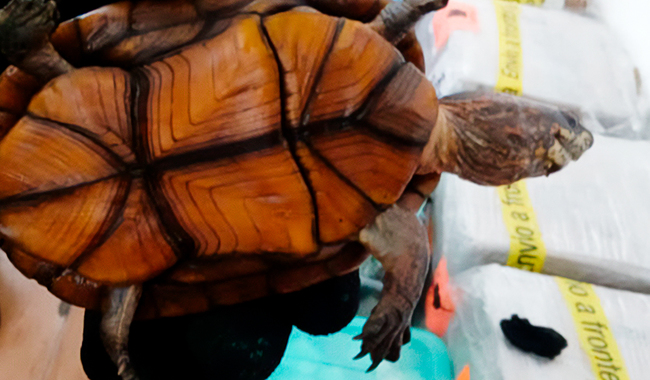 Aseguran Profepa y Guardia Nacional 774 ejemplares de tortugas en el aeropuerto de Tijuana