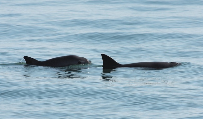 La Conanp, el PNUD y SSCS refuerzan la protección de la vaquita marina con ciencia y tecnología de vanguardia